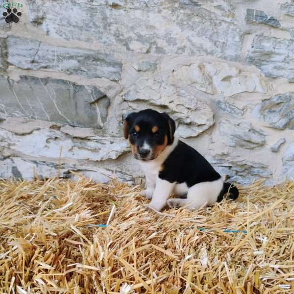 Chocolate Chip, Jack Russell Terrier Puppy